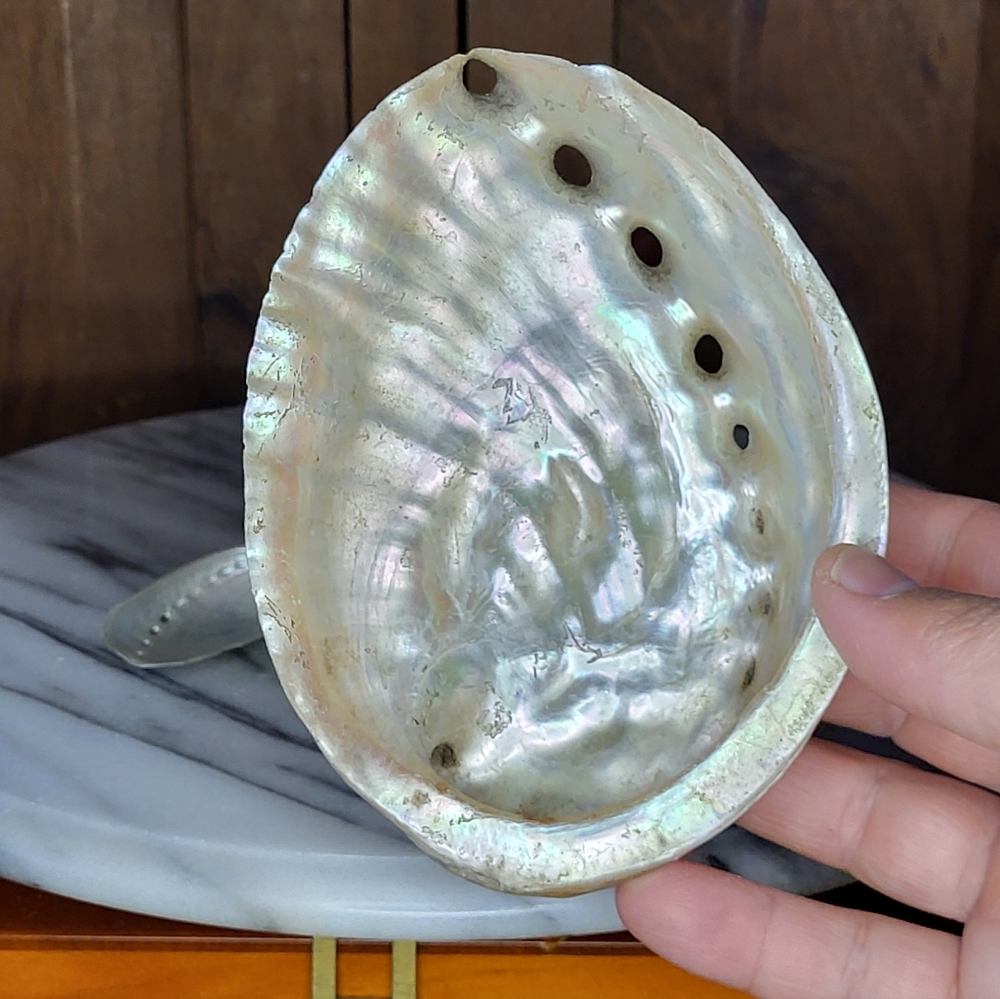 Iridescent Abalone Shell Pair - Picture 3 of 16